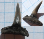 Зуб акулы Sphenodus из Филей