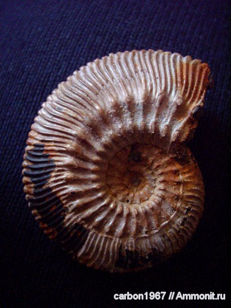 аммониты, моллюски, юра, Kosmoceras, Ammonites, Jurassic