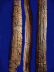 стволики голосемянных Tilodendron ( слева ) и родственных видов.