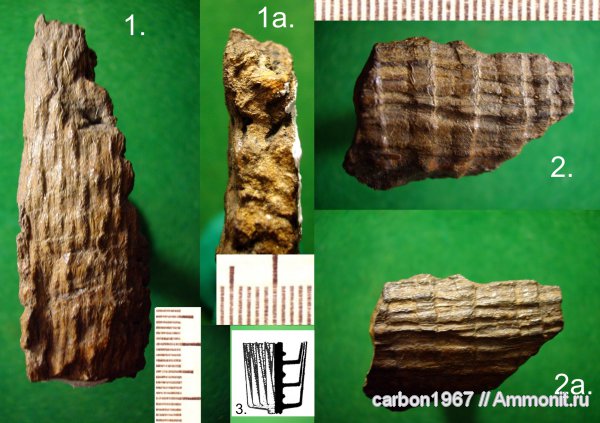 карбон, растения, членистостебельные, Calamites, Palaeostachya