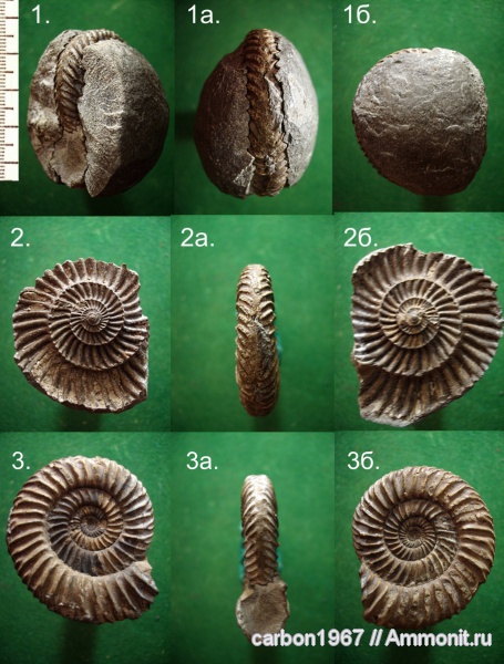 аммониты, юра, Parkinsonia, Ammonites, Jurassic