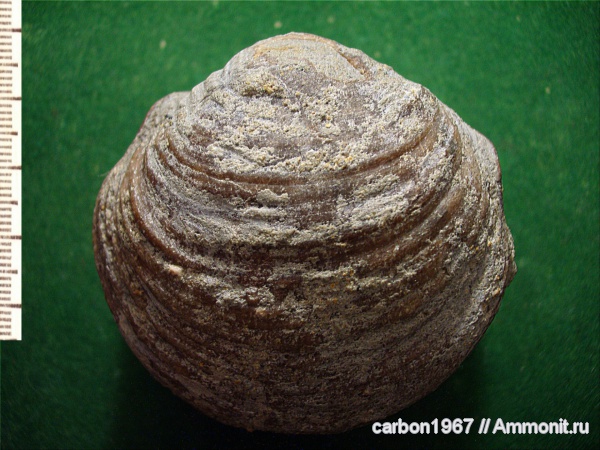 мел, двустворчатые моллюски, Cretaceous