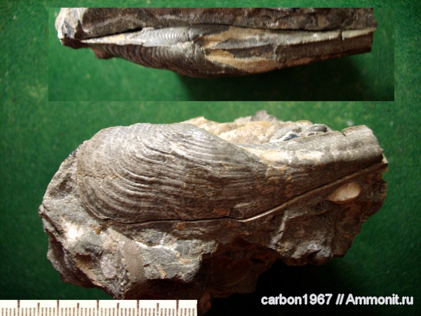 мел, двустворчатые моллюски, Cuspidaria, Cretaceous