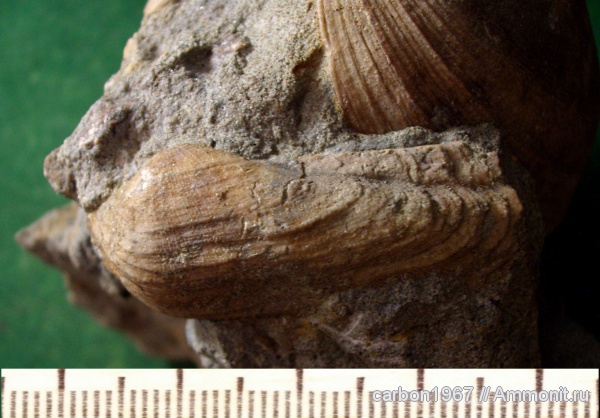 мел, двустворчатые моллюски, Arca, Cretaceous