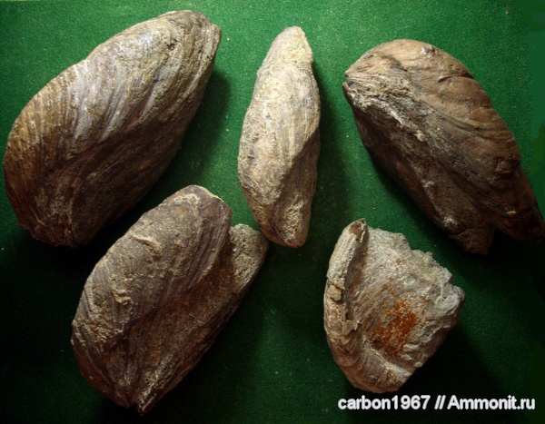 мел, двустворчатые моллюски, готерив, Gervillia, Hauterivian, Cretaceous
