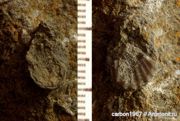 мел, двустворчатые моллюски, устрицы, Plicatula, Cretaceous