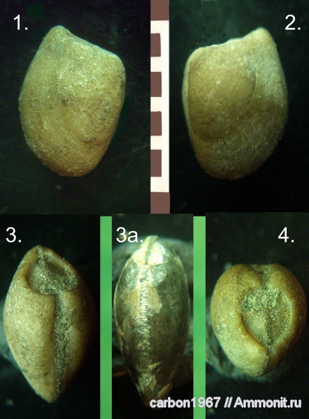 мел, двустворчатые моллюски, Nucula, Cretaceous