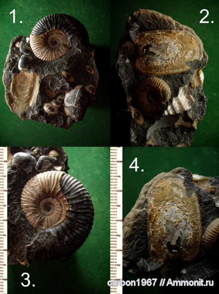 аммониты, брахиоподы, гастроподы, мел, двустворчатые моллюски, Ammonites, Lingula, Immunitoceras, Cretaceous