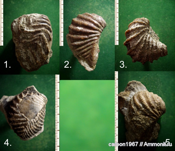 мел, двустворчатые моллюски, Trigonia, тригонии, Cretaceous