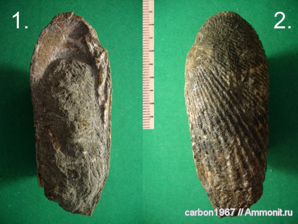 мел, двустворчатые моллюски, препарирование, Ptychomya elongata, Cretaceous
