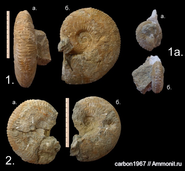 аммониты, юра, Kosmoceras, Ammonites, Jurassic