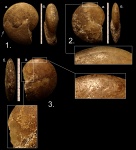Верхнедевонские головоногие моллюски Tornoceras typum(?) Тимано-Печёрского бассейна.