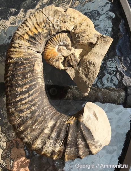 мел, гетероморфные аммониты, головоногие моллюски, Грузия, Heteroceratidae