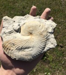 Cymatoceras из Грузии
