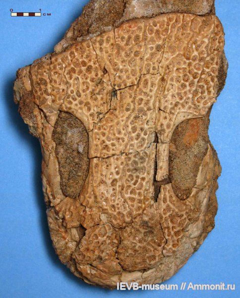 амфибии, череп, Benthosuchus, оленёкский ярус