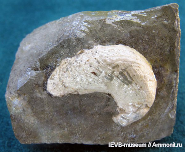 двустворчатые моллюски, кимеридж, Exogyra, Exogyra virgula, Kimmeridgian, Upper Jurassic