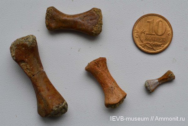 триас, амфибии, кости, оленёкский ярус, Trematosaurus, Triassic