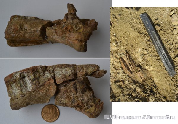 триас, амфибии, кости, челюсти, Parotosuchus, оленёкский ярус, Parotosuchus panteleevi, Triassic