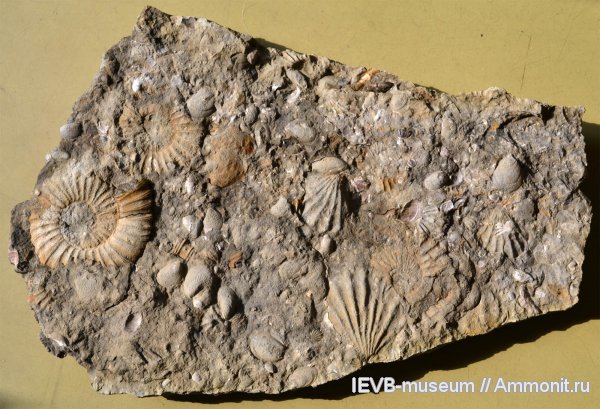 аммониты, юра, волжский ярус, двустворчатые моллюски, Ammonites, дно, Volgian, Jurassic