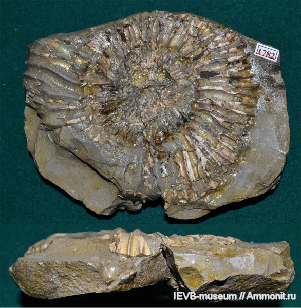 аммониты, юра, кимеридж, Ammonites, Sarmatisphinctes, Sarmatisphinctes subborealis, Kimmeridgian, Jurassic, Upper Jurassic