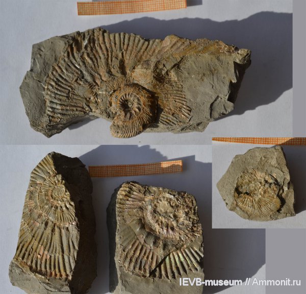 аммониты, юра, кимеридж, Aulacostephanus, Ammonites, Aulacostephanus volgensis, Kimmeridgian, Jurassic, Upper Jurassic