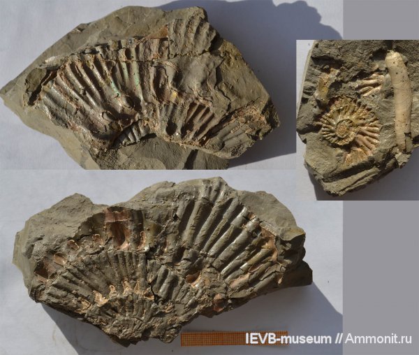 аммониты, юра, кимеридж, Aulacostephanus, Ammonites, Aulacostephanus autissiodorensis, Aulacostephanus kirghisensis, Kimmeridgian, Jurassic, Upper Jurassic