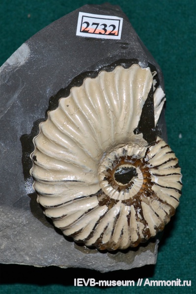 аммониты, мел, Deshayesites, апт, Deshayesites deshayesi, Ammonites, Aptian, Cretaceous