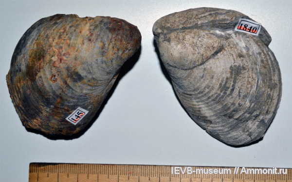 мел, двустворчатые моллюски, Buchia, берриас, Buchia volgensis, Berriasian, Cretaceous