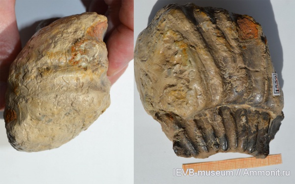 аммониты, юра, оксфорд, Perisphinctes, Ammonites, Oxfordian, Jurassic