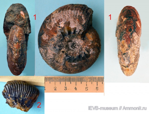 аммониты, мел, валанжин, Tollia, Ammonites, Temnoptychites, Nikitinoceras, Temnoptychites elegans, Valanginian, Cretaceous