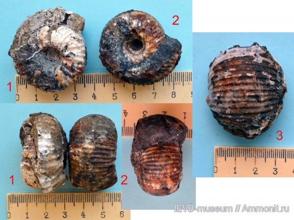 аммониты, мел, Polyptychites, валанжин, Ammonites, Polyptychites polyptychus, Valanginian, Cretaceous
