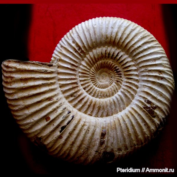 аммониты, юра, Мадагаскар, Perisphinctidae, Ammonites, Prososphinctes claromontanus, Prososphinctes, Jurassic