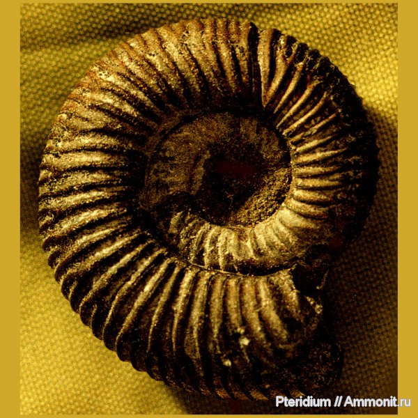 аммониты, юра, Рыбаки, Desmosphinctes, Ammonites, Desmosphinctes mniovnikensis, Jurassic