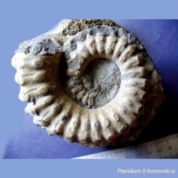 мел, Ammonitoceras, Кавказ, Cretaceous