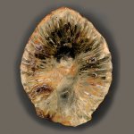 Araucaria mirabilis (Spegazzini) Windhausen