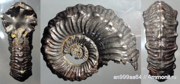 аммониты, юра, Kosmoceras, Дубки, Ammonites, верхний  келловей, Jurassic