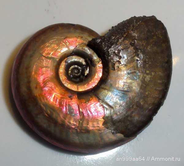 аммониты, юра, Brightia, Дубки, Sublunuloceras lonsdalii, Ammonites, Jurassic