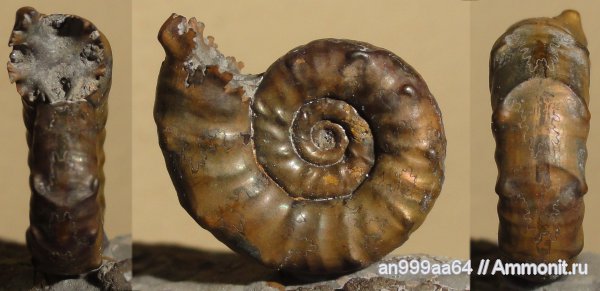 аммониты, Euaspidoceras, Дубки, Ammonites, Aspidoceratidae, Aspidoceratinae