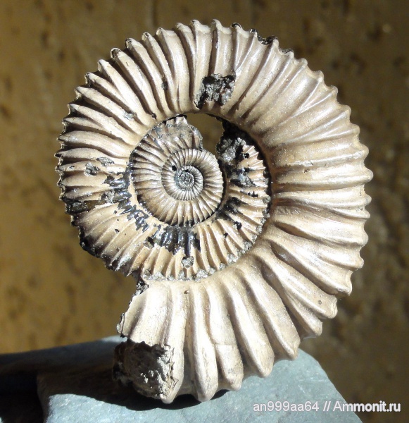 аммониты, Peltoceras, Дубки, Ammonites, Peltoceras schroederi, Peltoceratinae, Aspidoceratidae