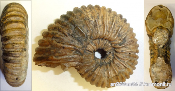 аммониты, апт, Ammonites, Colombiceras, Colombiceras tobleri, Aptian