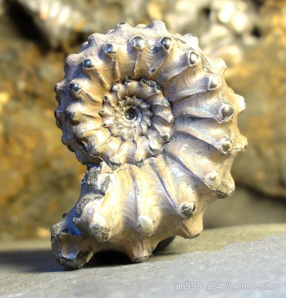 аммониты, Kosmoceras, Kosmoceras pollux, Ammonites