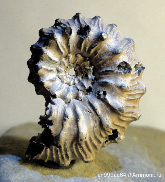 аммониты, Kosmoceras, Kosmoceras gemmatum, Ammonites