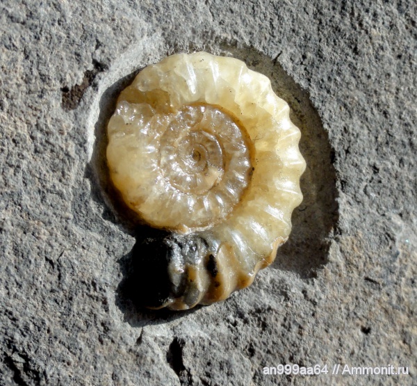 аммониты, Ammonites, Promicroceras, promicroceras planicosta