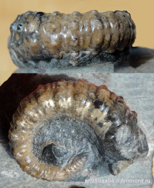 гетероморфные аммониты, Ammonites, Acrioceras, Acrioceras furcatum