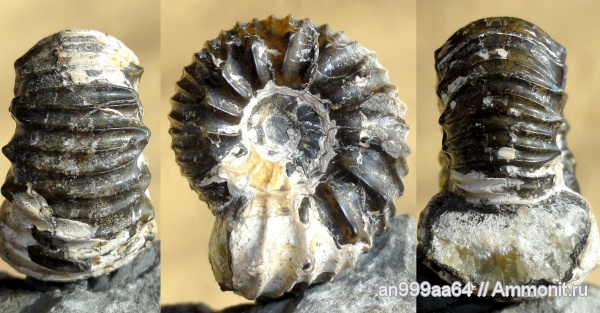 аммониты, Simbirskites, Ammonites