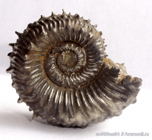 аммониты, Kosmoceras, Kosmoceratidae, Ammonites, Mojarowskia