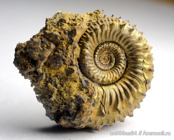 аммониты, Kosmoceras, Дубки, Ammonites, аммонителла, ammonitella