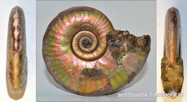 аммониты, Sublunuloceras, Дубки, Hecticoceratinae, Ammonites, Eulunulites bonarellii, Eulunulites