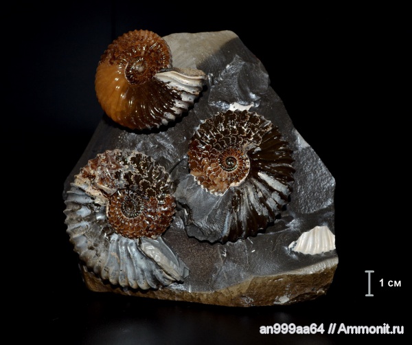 аммониты, микроконхи, Deshayesites, апт, устье, Ammonites, лопастные линии, Microconchs, Aptian