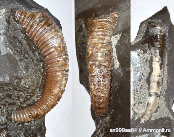 гетероморфные аммониты, Volgoceratoides schilovkensis, Volgoceratoides, heteromorph ammonites